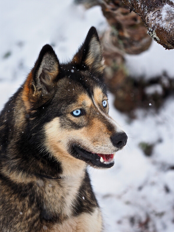 KIRUNA DOGS