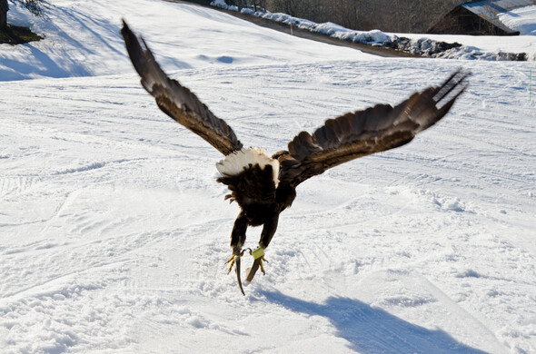 Festival Aigles à Ski