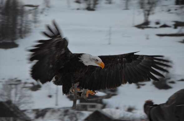 Festival Aigles à Ski à La Giettaz en Aravis