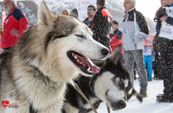 Lekkarod - course de traîneaux à chiens