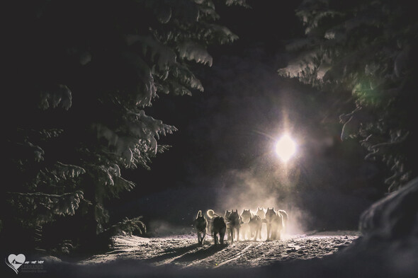 La Lekkarod - course de traîneaux