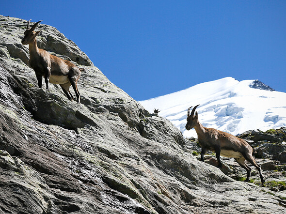 Saint-Gervais Mont-Blanc