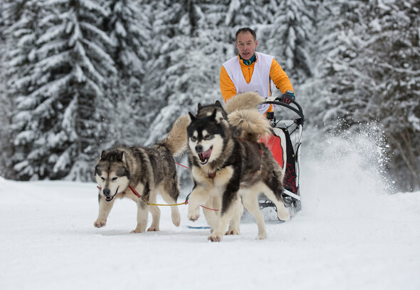 CONTA MUSHER RACE