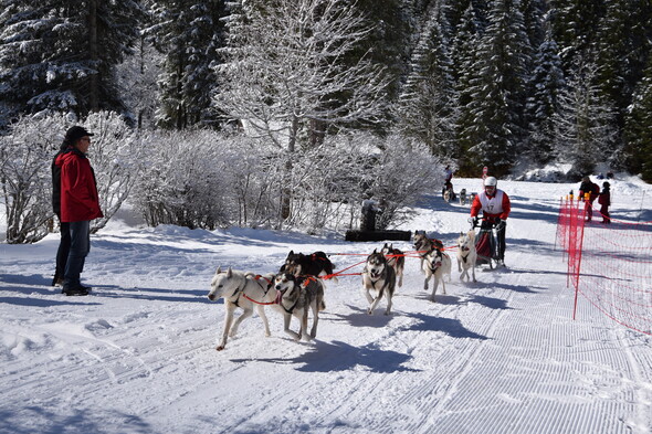 CONTA MUSHER RACE