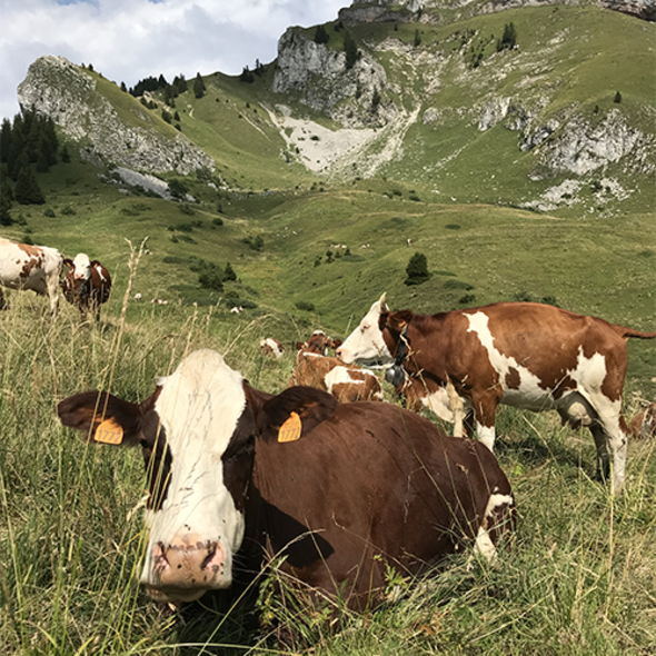 UNE PAUSE DANS LES ALPAGES