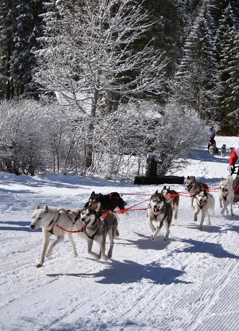 Conta Musher Race : Championnats de France de course de chiens de traineaux