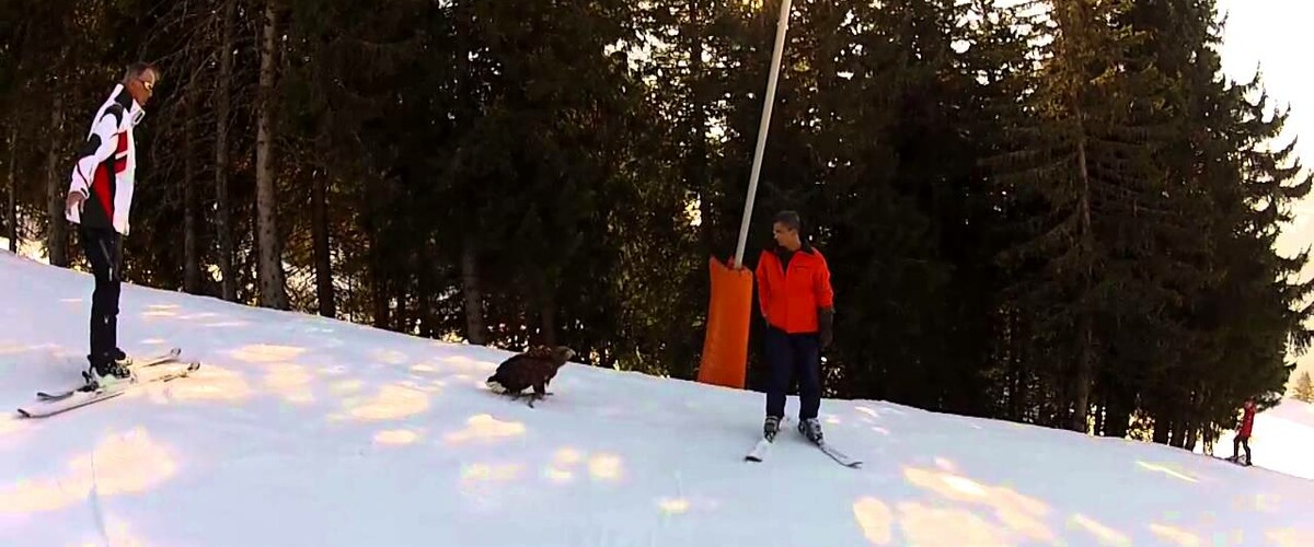 Festival Aigles à Ski