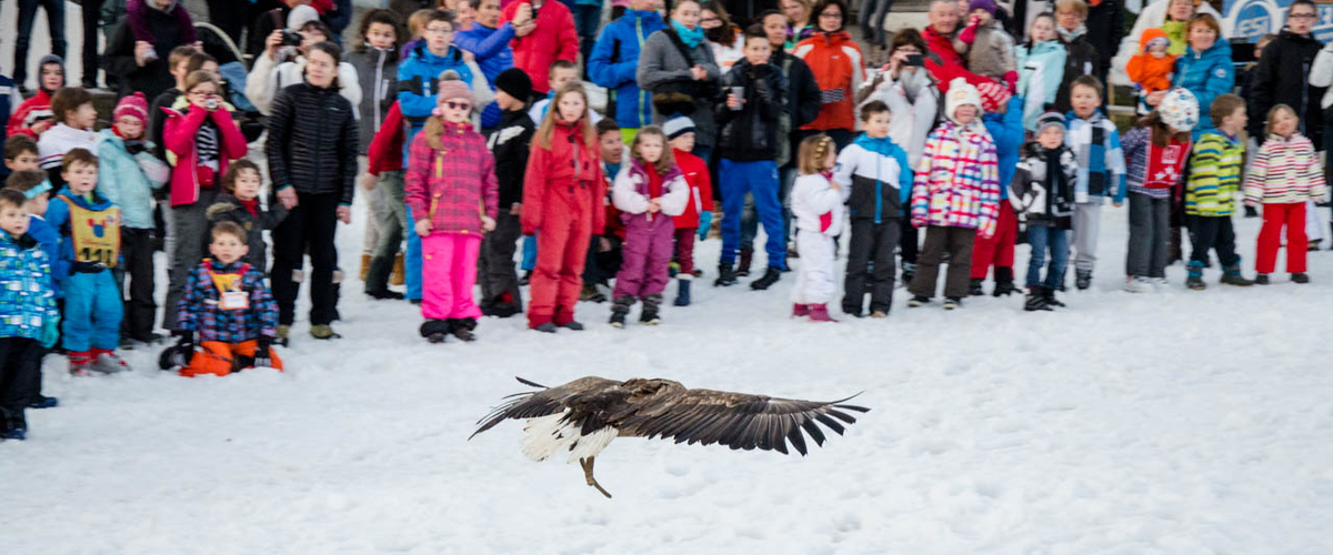 Festival Aigles à Ski