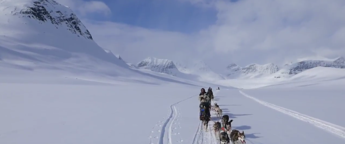 KIRUNA DOGS